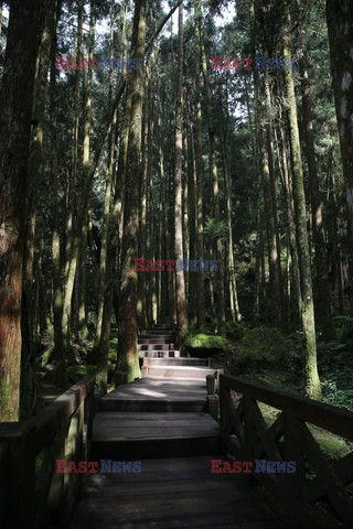 Park narodowy Alishan - Sipa