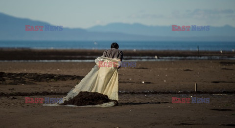 Zbiór alg w Chile - AFP