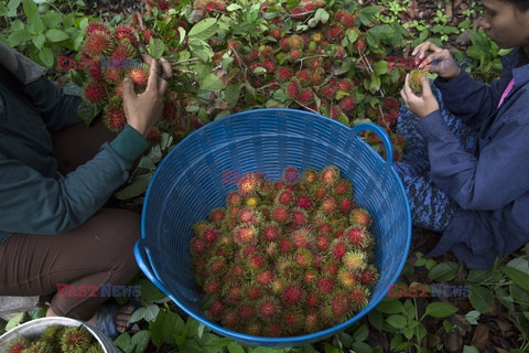 Tajlandzki rambutan - Redux