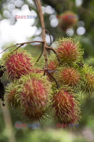 Tajlandzki rambutan - Redux