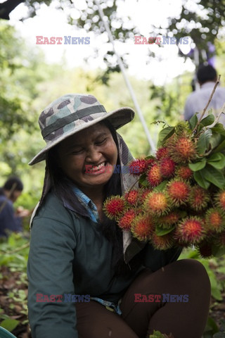 Tajlandzki rambutan - Redux