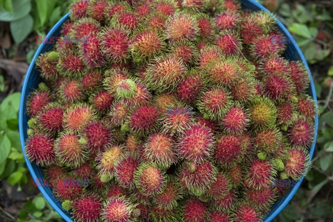 Tajlandzki rambutan - Redux