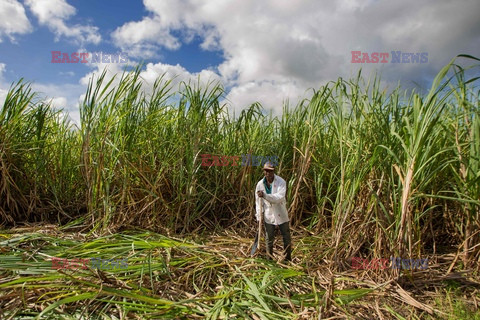 Zbiory trzciny cukrowej w Republice Dominikany