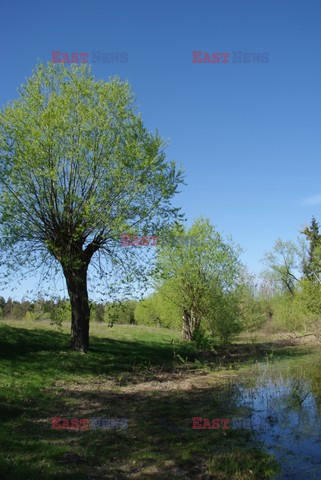 Mazowsze Marek Bazak