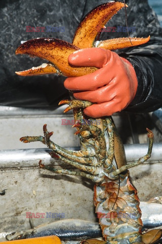 Połowy homarów w Maine - Redux