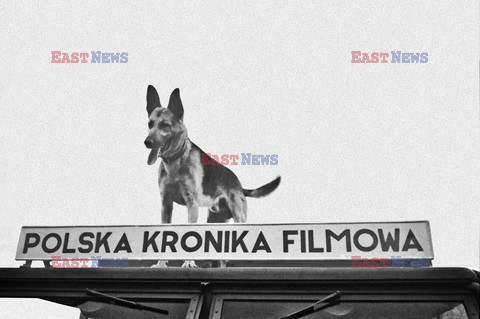 Polska Kronika Filmowa