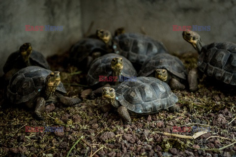 Żółwie słoniowe w Ekwadorze - NYT