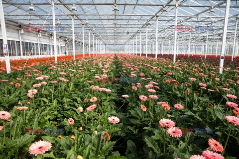 Uprawa roślin w Holandii - Hollandse Hoogte