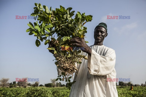 Produkcja żywności w Senegalu - Redux