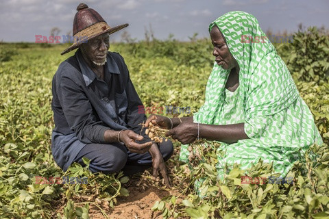 Produkcja żywności w Senegalu - Redux