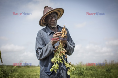 Produkcja żywności w Senegalu - Redux