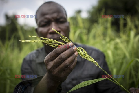 Produkcja żywności w Senegalu - Redux