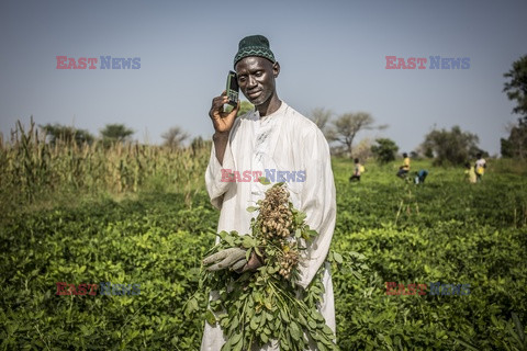 Produkcja żywności w Senegalu - Redux