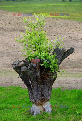 Podlasie Marek Bazak