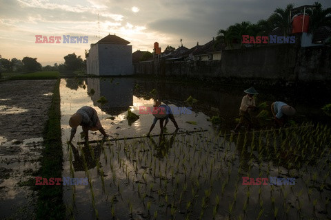 Indonezyjski teatr - Redux