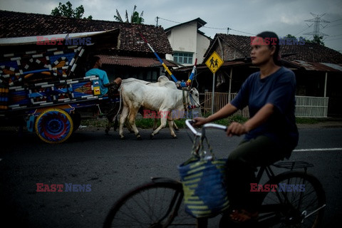 Indonezyjski teatr - Redux