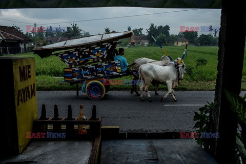 Indonezyjski teatr - Redux