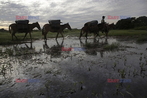 Kowboje z Mato Grosso - AFP