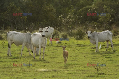 Kowboje z Mato Grosso - AFP