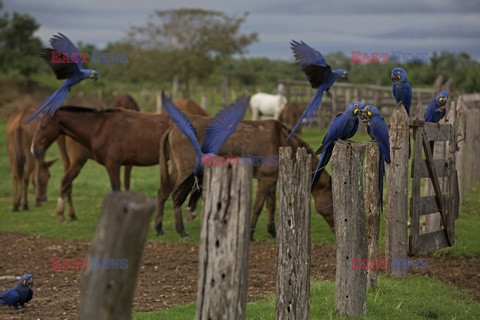 Kowboje z Mato Grosso - AFP