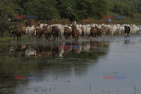 Kowboje z Mato Grosso - AFP