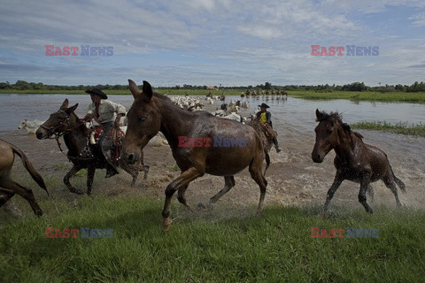 Kowboje z Mato Grosso - AFP