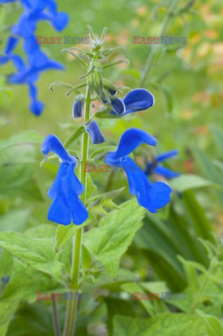 Bios Gardens ftp July 2017