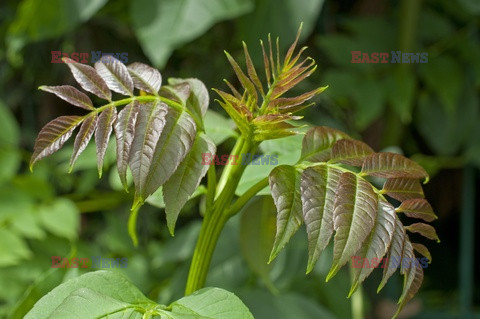 Bios Gardens ftp July 2017