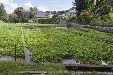 Bios Gardens ftp July 2017