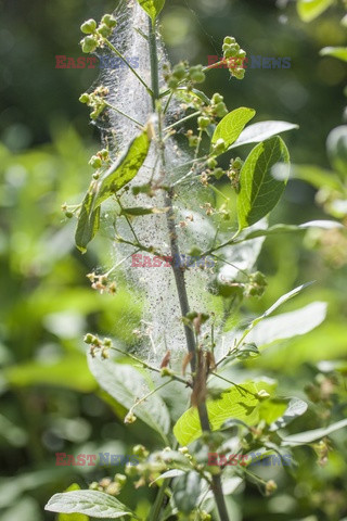 Bios Gardens ftp July 2017