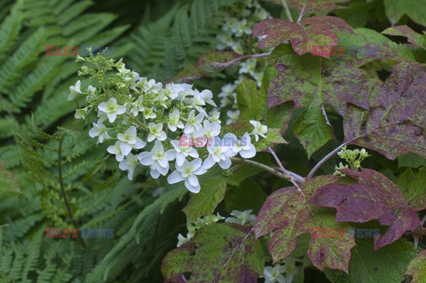 Bios Gardens ftp July 2017