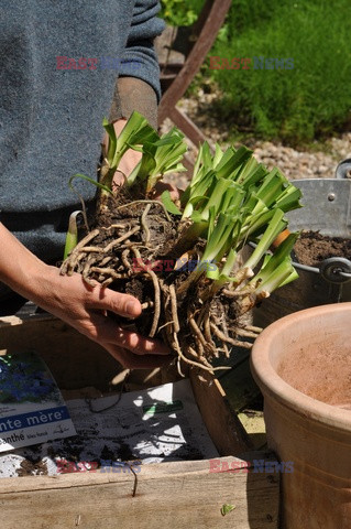 Bios Gardens ftp July 2017