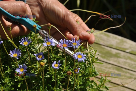 Bios Gardens ftp July 2017