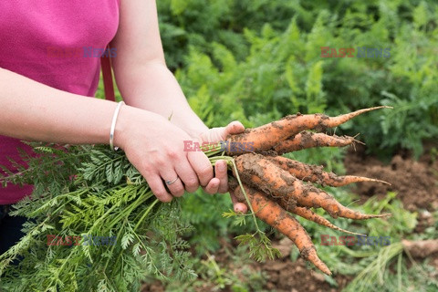 Bios Gardens ftp July 2017