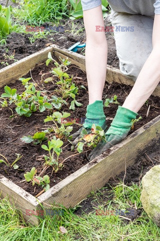 Bios Gardens ftp July 2017