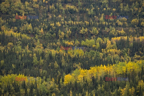 Park Narodowy Denali na Alasce - Redux