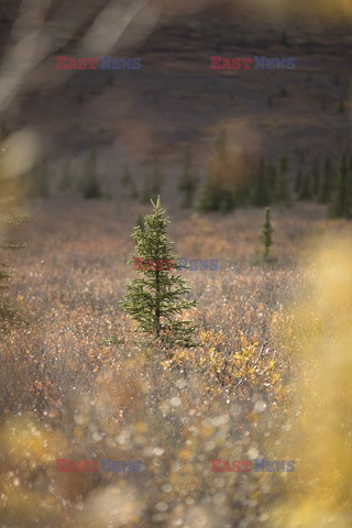 Park Narodowy Denali na Alasce - Redux