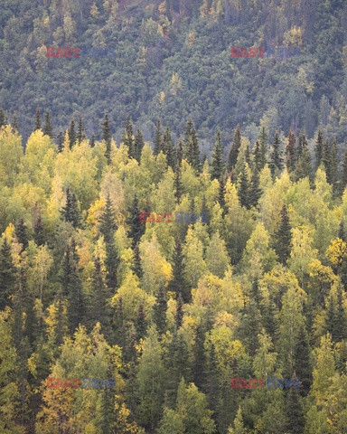 Park Narodowy Denali na Alasce - Redux