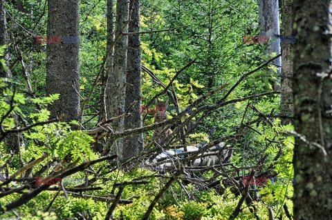 Polskie Tatry Albin Marciniak