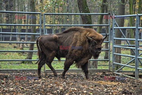 Stock Albin Marciniak