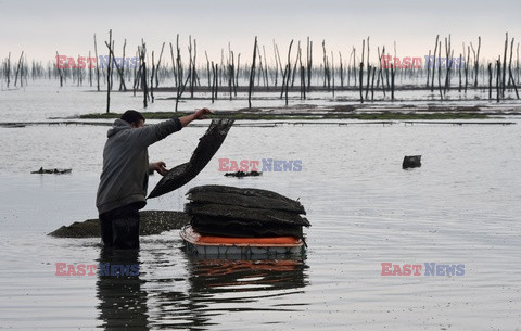 Farma ostryg - AFP