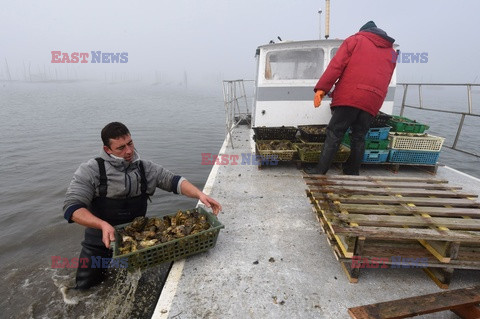 Farma ostryg - AFP