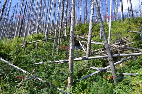 Polskie Tatry Albin Marciniak