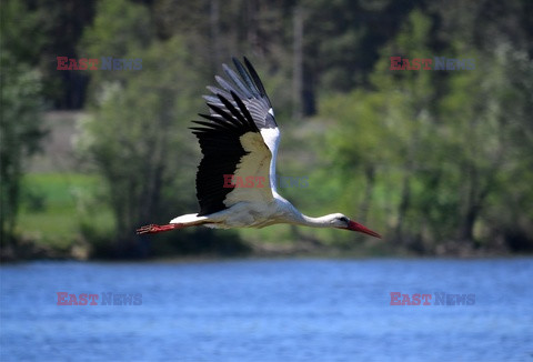 Stock Albin Marciniak