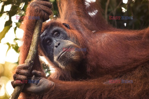 Ochrona orangutanów na Sumatrze - Eyevine