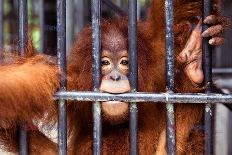 Ochrona orangutanów na Sumatrze - Eyevine