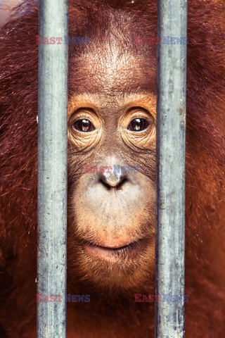 Ochrona orangutanów na Sumatrze - Eyevine