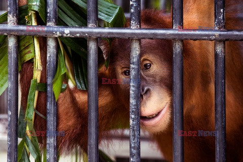 Ochrona orangutanów na Sumatrze - Eyevine