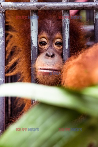 Ochrona orangutanów na Sumatrze - Eyevine