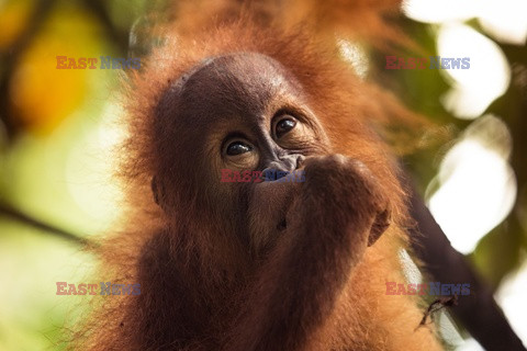 Ochrona orangutanów na Sumatrze - Eyevine